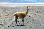 bicho del altiplano
guanaco altiplano