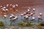 Flamencos en Laguna Colorada
flamencos laguna colorada bolivia