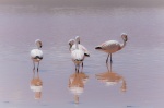 flamencos en la laguna colorada