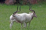 pareja de Addax
addax antilope