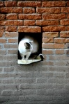 gatera en una parede de Venecia