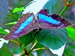 Morpho butterfly tortuguero