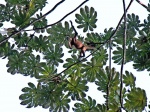 spider monkey rain forest costa rica