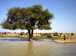 OASIS EN EL DESIERTO DEL THAR INDIA