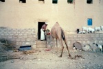 la hora de comer del camello