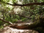 25 fontes trail in Madeira