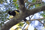 pájaro miron de Iguazú
pájaro miron de Iguazú