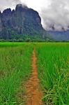 por entre los arrozales de Vang Vieng Laos