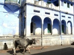 calle en Pushkar