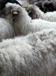 imagen de lana de Leioa