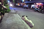 asfalto de Chiang Rai, desde la perspectiva de un tacón y un perro