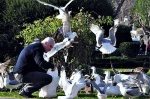 titas, titas, titas
plaza Sultanahmet Estambul turco alimentando gaviotas