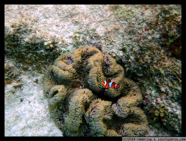 Encontrando a Nemo
Pez payaso y familia en Perhentian Besar
