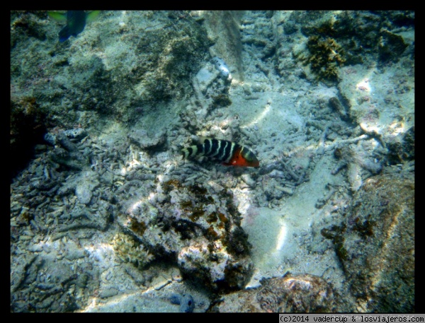 Pez tropical visto en Perhentian Besar haciendo snorkel
Pez tropical visto en Perhentian Besar haciendo snorkel
