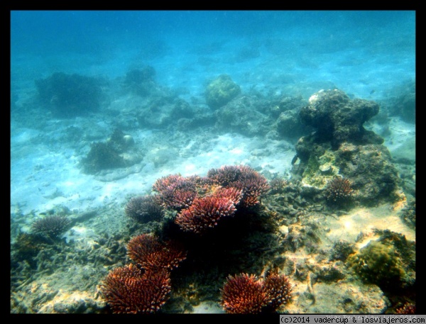 Corales en Perhentian Besar
Corales en Perhentian Besar

