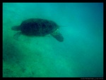 Tortuga en Perhentian Besar