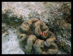 Peces payaso en Perhentian Besar
Peces, Perhentian, Besar, Coral, View, Resort, payaso, playa, vistos, haciendo, snorkel