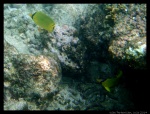 Pez tropical visto en Perhentian Besar haciendo snorkel