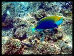 Pez loro visto en Perhentian Besar haciendo snorkel
Perhentian, Besar, loro, visto, haciendo, snorkel