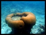 Snorkel en Perhentian Besar