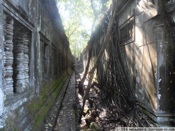 Beng Mealea Camboya
Este templo esta a unos 60 Km de los complejos principales, pero sin duda merece la pena verlo. La vegetacion ha tomado totalmente en templo, y la visita se realiza a traves de pasarelas habilitadas, o escalando entre las rocas.
