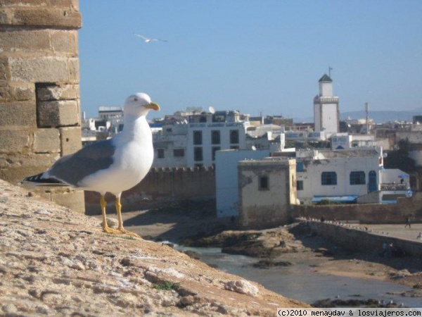Essaouira
Vista de Essaouira desde la muralla. El mar, sus calles medievales, y la cultura marroqui, todo junto hacen de este un lugar muy especial.
