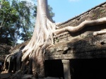 Templo Ta Prohm
Camboya Angkor Siem Reap Templo