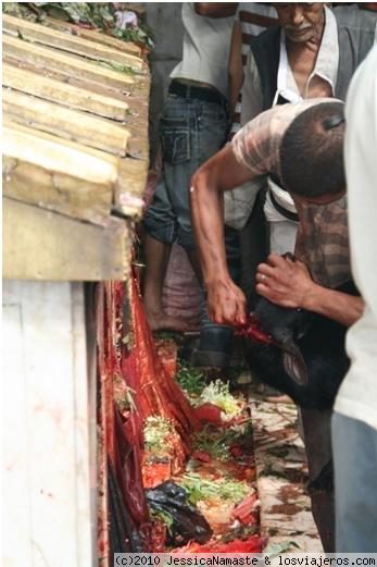 SACRIFICIOS A LA DIOSA DE LA MUERTE
Sacrificios de cabras y gallinas en Dhakshinkali, templo de la diosa de la muerte un sábado por la mañana, el día de mayor número de sacrificios. Creen que si le hacen este sacrificio a la diosa de la muerte, quedará saciada de sangre y no buscará la muerte de sus seres queridos.
