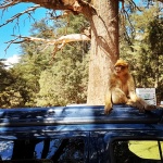 Macaco