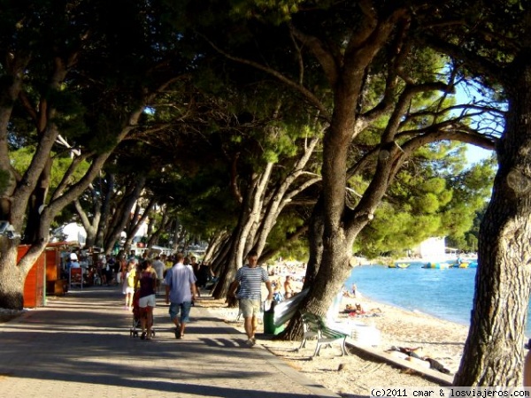 MAKARSKA
ENORMES PINARES SOBRE EL ANIMADO Y BONITO PASEO MARÍTIMO DE MAKARSKA
