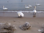 hielo en la playa