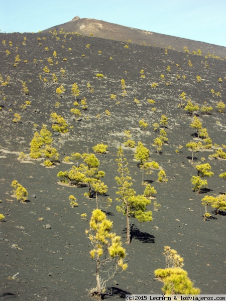 Volcán Martín
“...fue creciendo la tierra visiblemente en forma de volcán, y se levantó en gran altura, como una gran montaña, y habiendo precedido muchos terremotos y temblores de tierra, vino a abrir una boca grande, echando por ella fuego espantoso y peñascos encendidos...”
