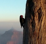 Carpintero en el Gran Cañón
Amanecer, Gran Cañón, Grand Canyon, Parques Nacionales EEUU, Arizona