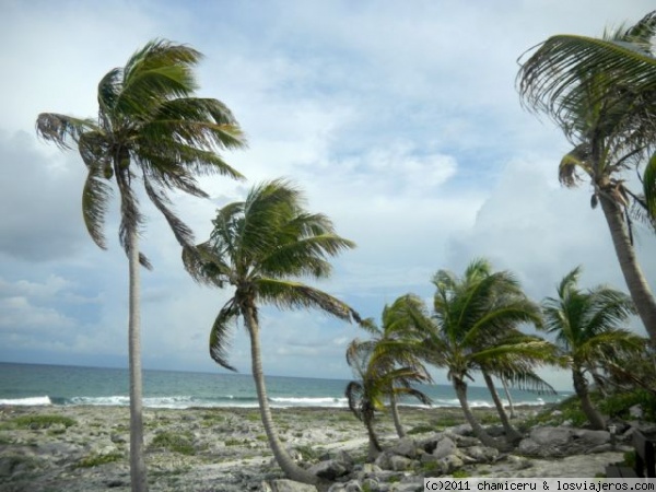 Cocoteros al viento
Cocoteros azotados por el viento justo antes de la tormenta. Hotel Palladium. Riviera Maya
