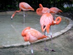 Flamingos in Xcaret Park