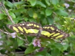Mariposa monarca. Xcaret