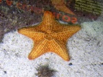 Starfish. Xcaret