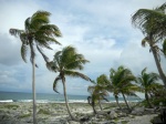 Wind bending coconut trees