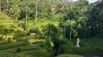 Terraza de arroz de Tegallaland