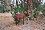 Tioute (Taroudant)