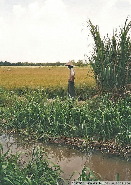 Reposo
El  recogedor de arroz, tomándose un respiro
