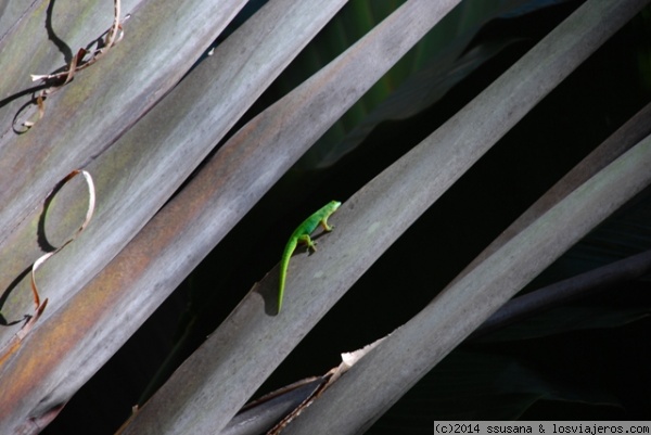 diminuta fauna
En la isla de Praslin se encuentra el Valle de Mai, un ecosistama primigenio, donde encontraremos cocos gigantes y también reptiles diminutos como este que aprovecha los rayos de sol desde una hoja de palma,
