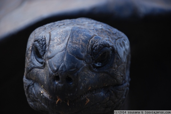Tortuga gigante de Seychelles
Ultimo refugio de las tortugas gigantes del Indico.
Guapa, como ella sola...
