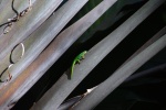 diminuta fauna
Praslin, fauna, Valle Mai