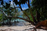 manglares en Seychelles
Seychelles, Manglar, ecosistema