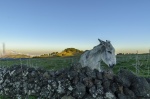 EL HIERRO, CAMINO DE LAS MUDADAS