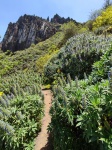 Ruta del tajinaste azul- Gran Canaria