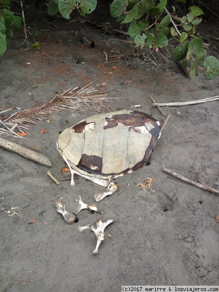 Caparazón de tortuga verde
Caparazón de tortuga encontrado en la playa del Parque Nacional Tortuguero
