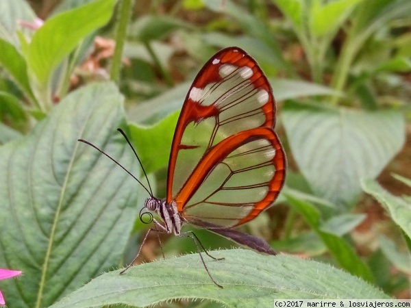 Mariposa
Mariposa transparente

