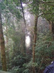 Bosque nuboso
Bosque, nuboso, desde, plataforma, lanzamiento, tirolina